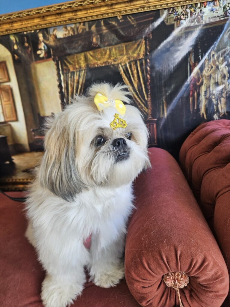 Brisa na Realeza Pets, foto 10