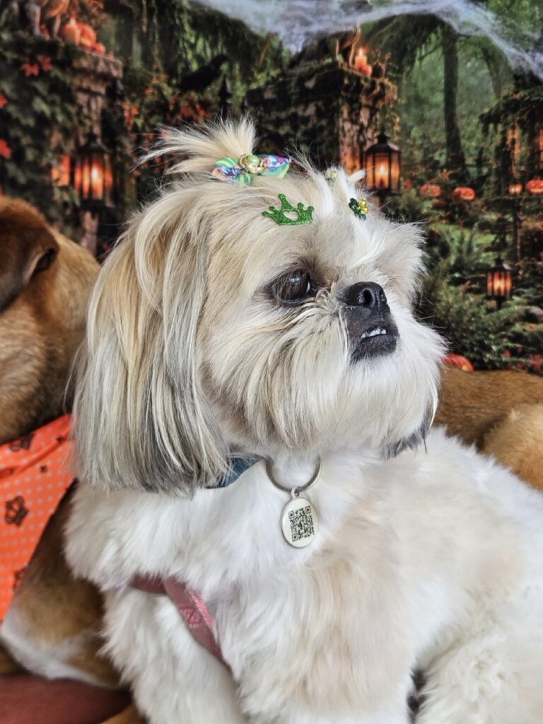 Brisa, Shih Tzu atendido na Realeza Pets