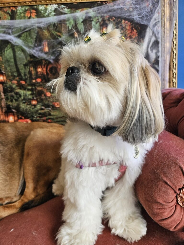 Brisa na Realeza Pets, foto 52