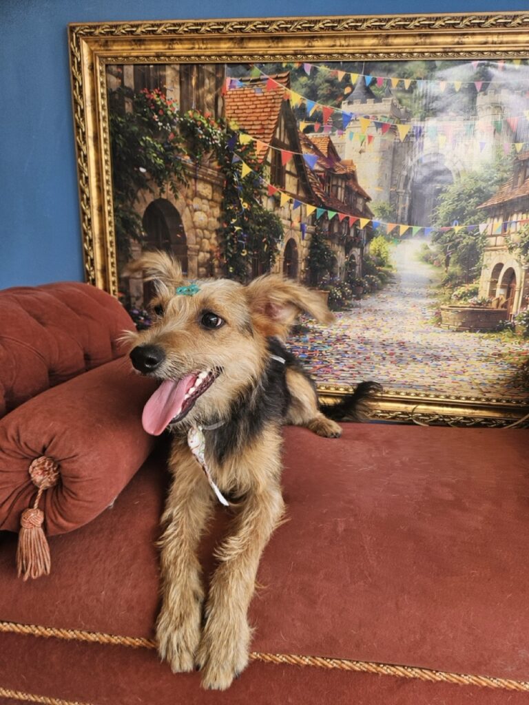 Jorginho na Realeza Pets, foto 5