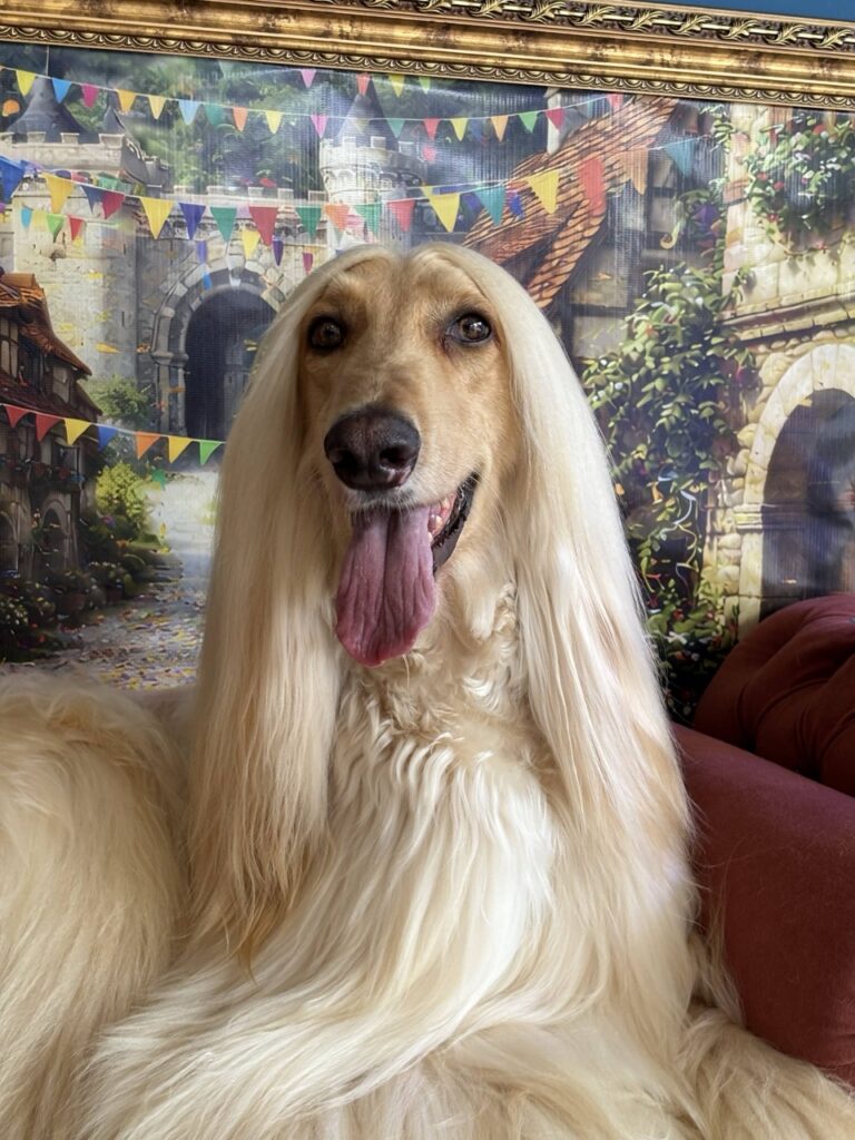 Hauser D’Kzammp, Afghan Hound atendido na Realeza Pets