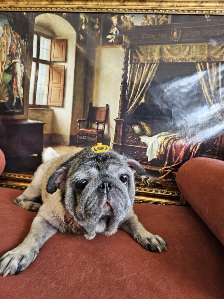 Amora na Realeza Pets, foto 6