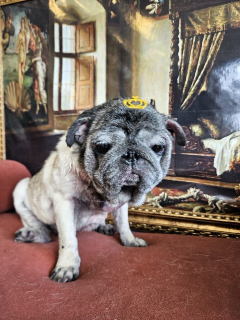 Amora, Pug atendido na Realeza Pets