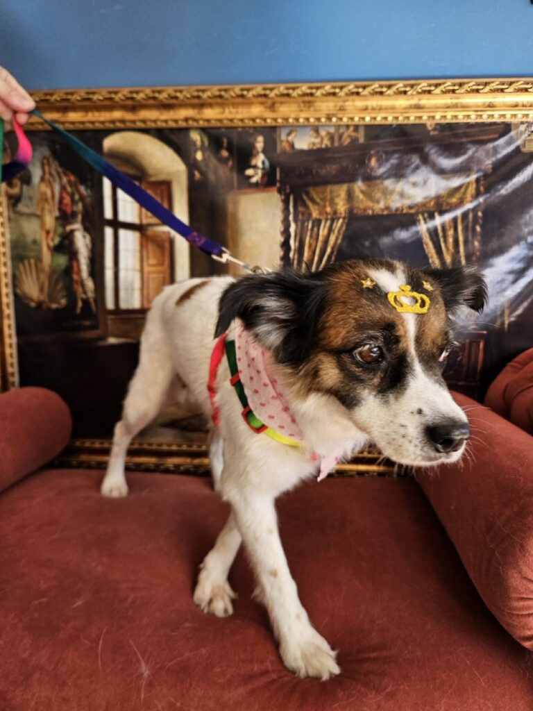 Princesa na Realeza Pets, foto 6