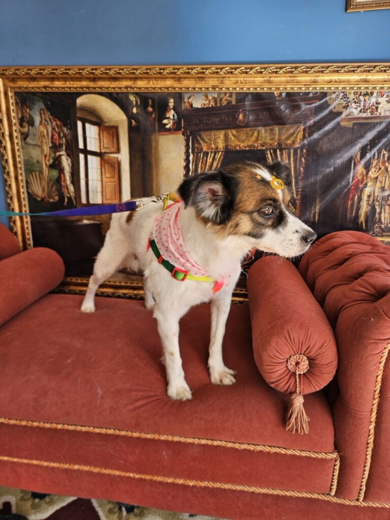 Princesa na Realeza Pets, foto 11
