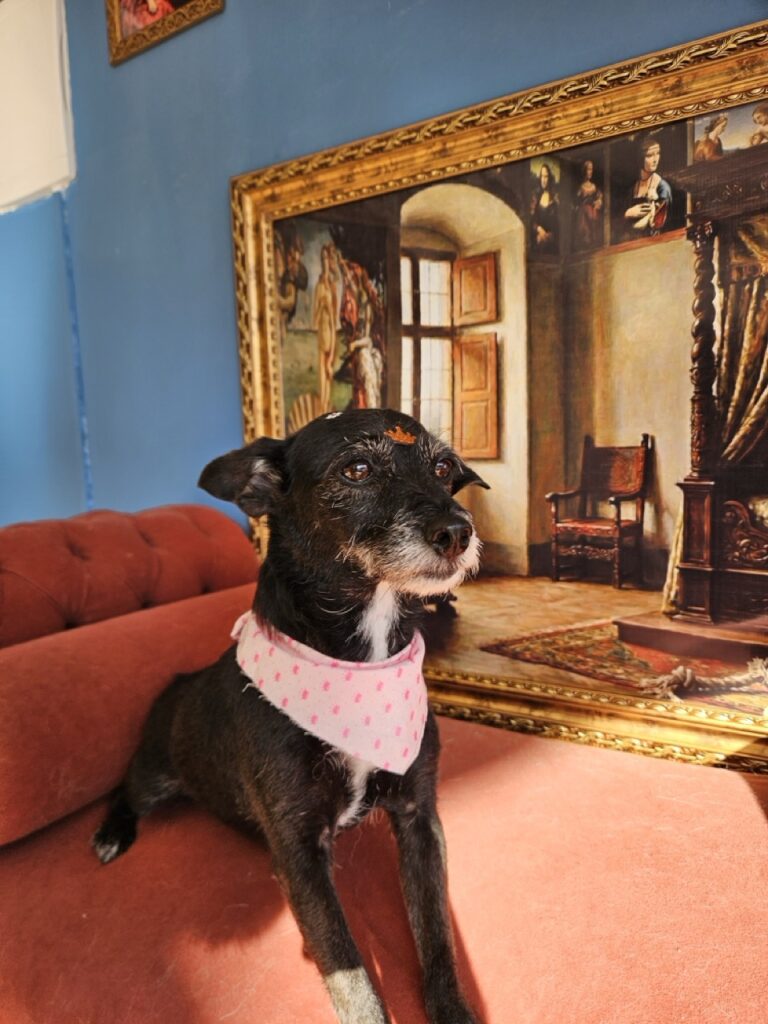 Lady na Realeza Pets, foto 5