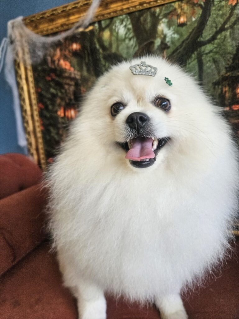 Fred, Spitz atendido na Realeza Pets