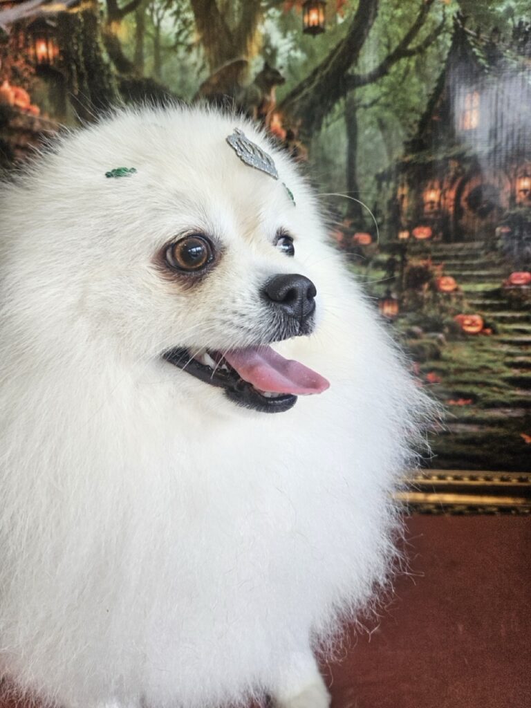 Fred na Realeza Pets, foto 50