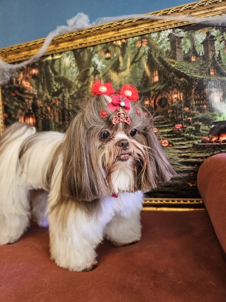 Leia na Realeza Pets, foto 27