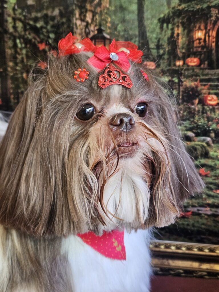 Leia, Shih Tzu atendido na Realeza Pets