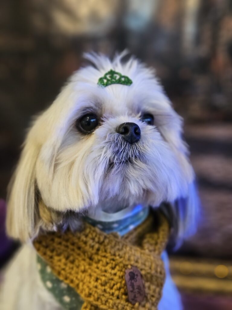 Sapeca na Realeza Pets, foto 10