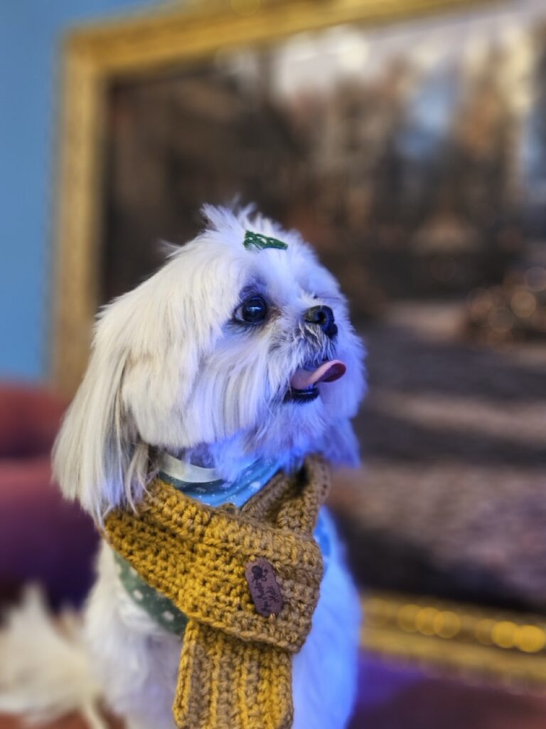 Sapeca na Realeza Pets, foto 9