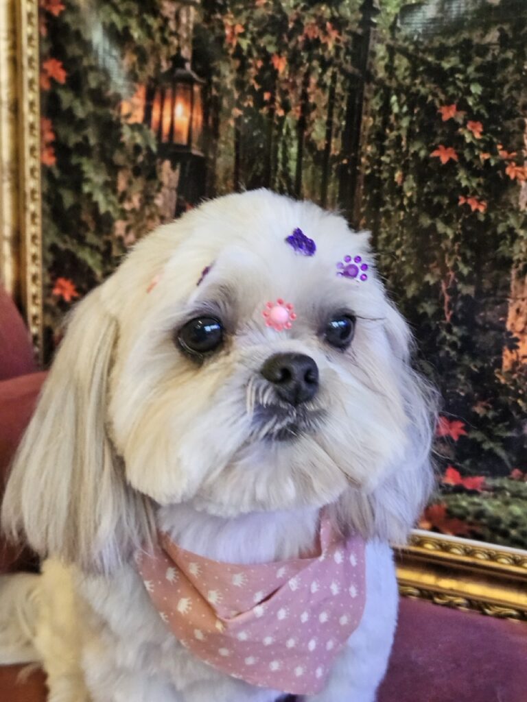 Sapeca, Shih Tzu atendido na Realeza Pets