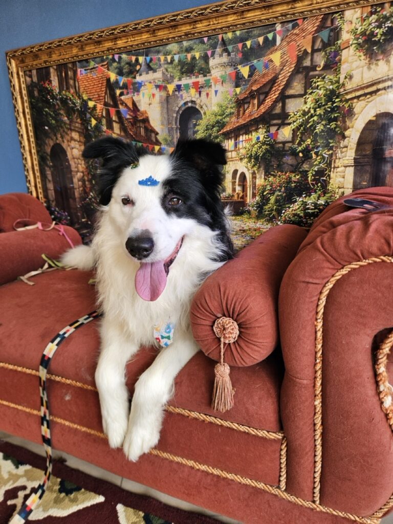Apolo, Border Collie atendido na Realeza Pets