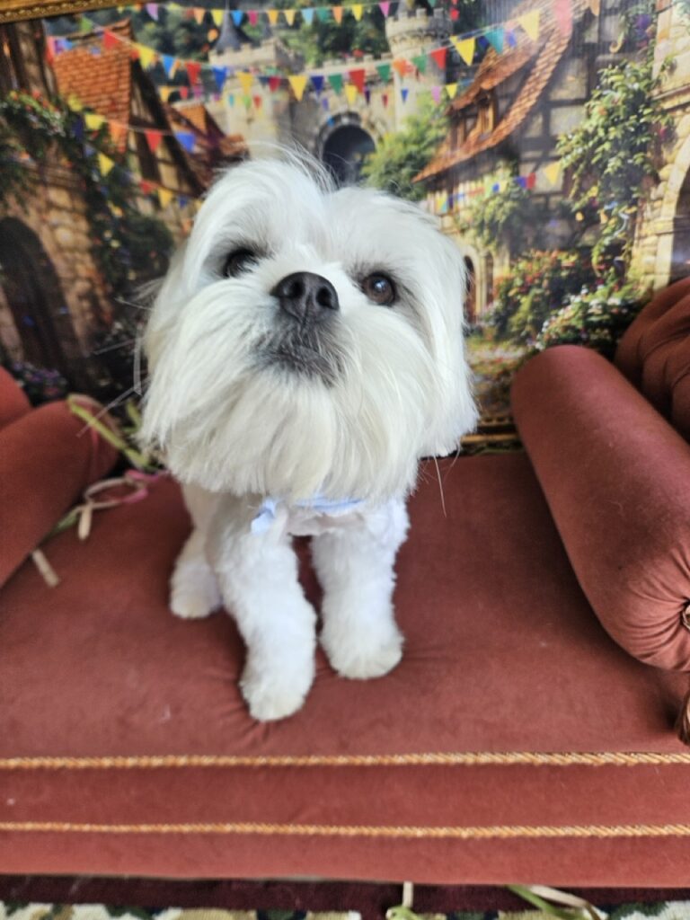 Snoop, Lhasa atendido na Realeza Pets
