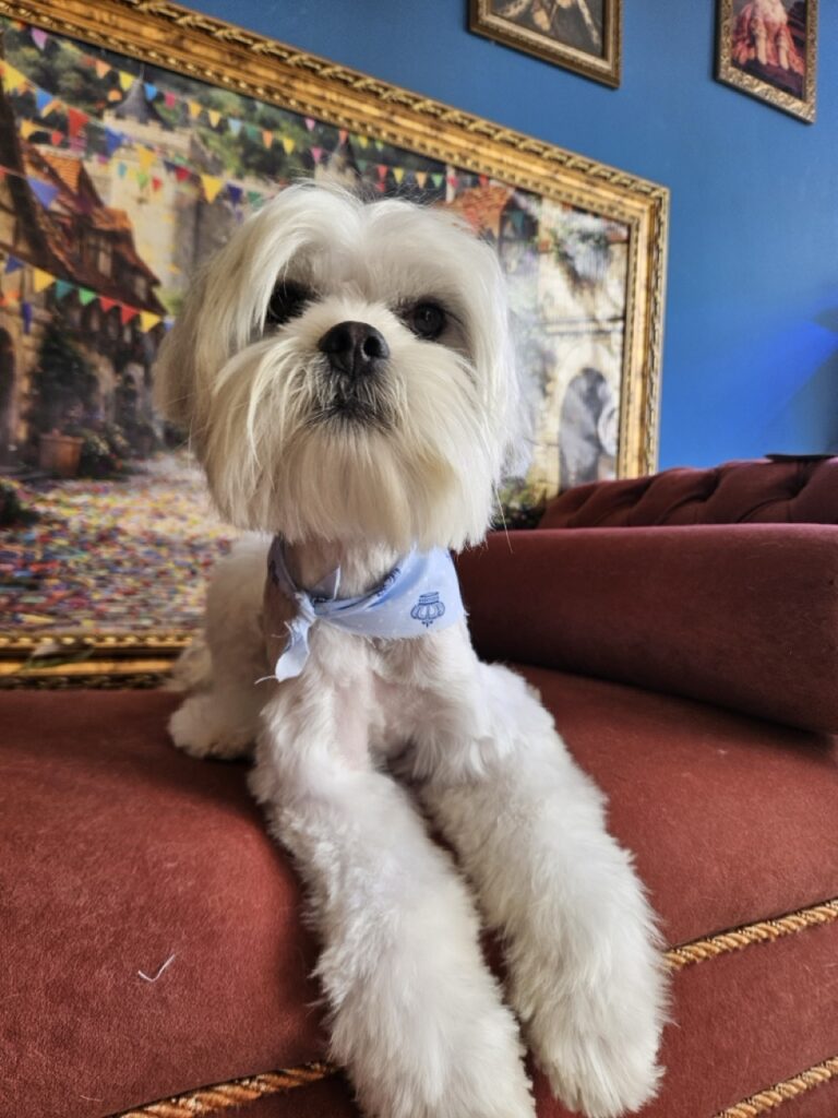 Foto de capa
