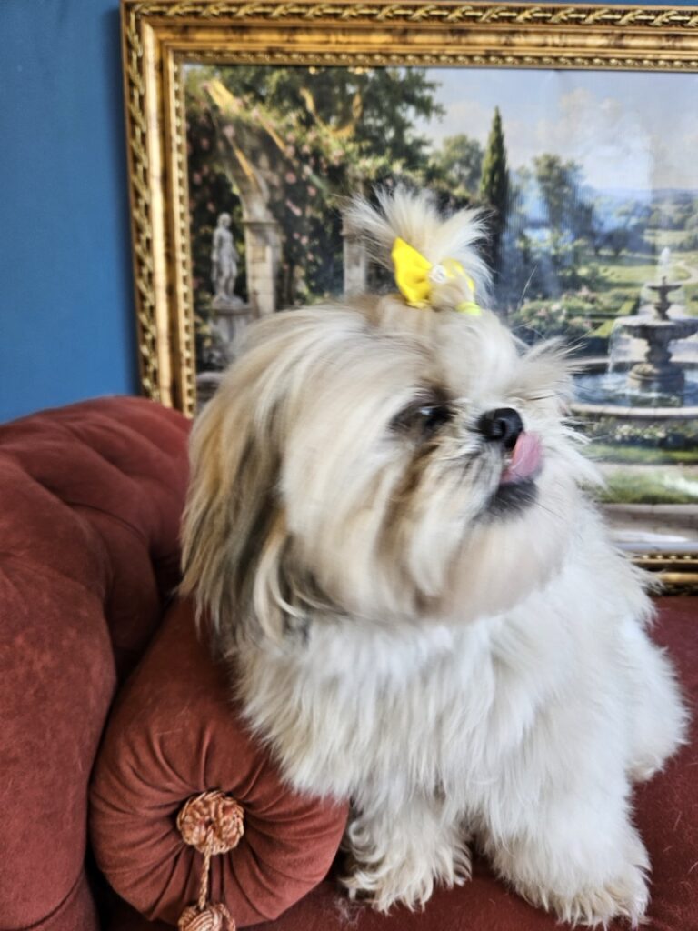 Brisa na Realeza Pets, foto 18