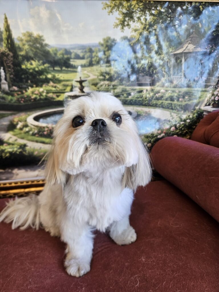 Sapeca na Realeza Pets, foto 7