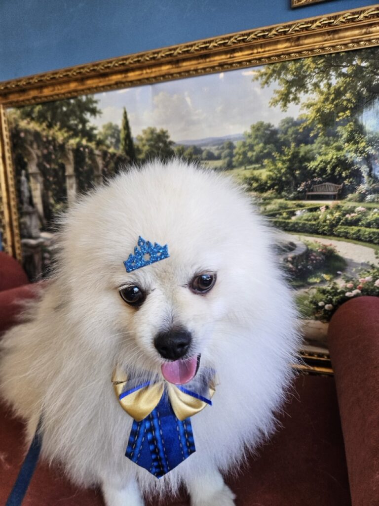 Fred na Realeza Pets, foto 12