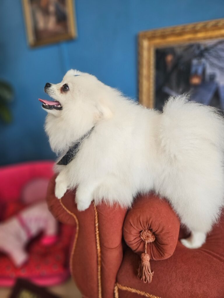 Fred na Realeza Pets, foto 29