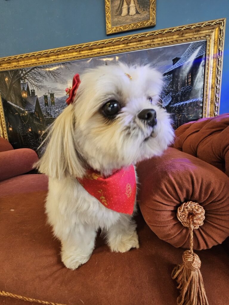 Sapeca na Realeza Pets, foto 12