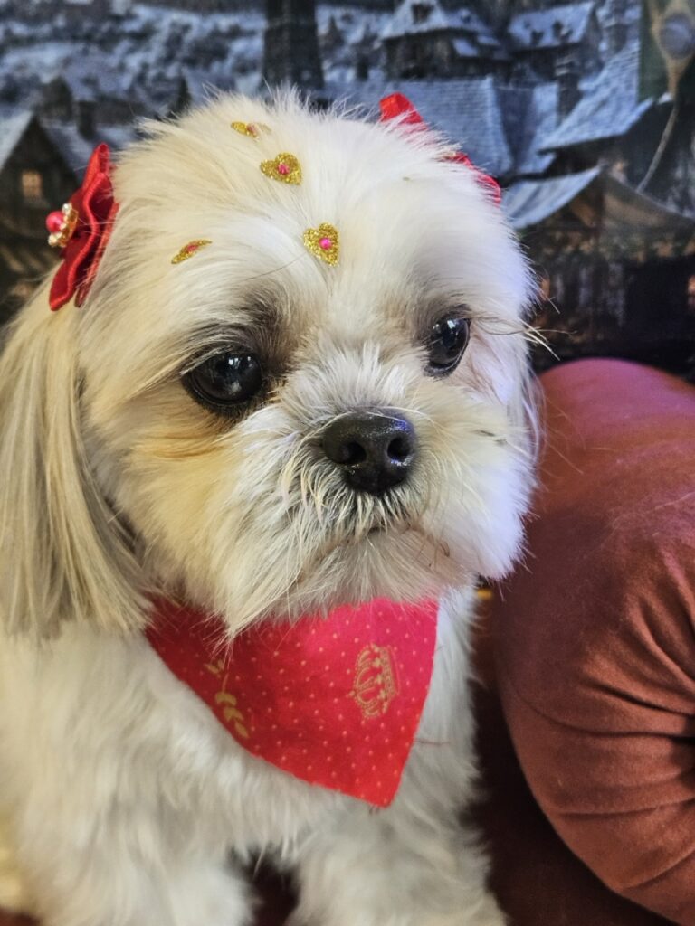 Sapeca na Realeza Pets, foto 13