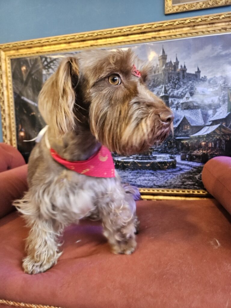Belinha na Realeza Pets, foto 16