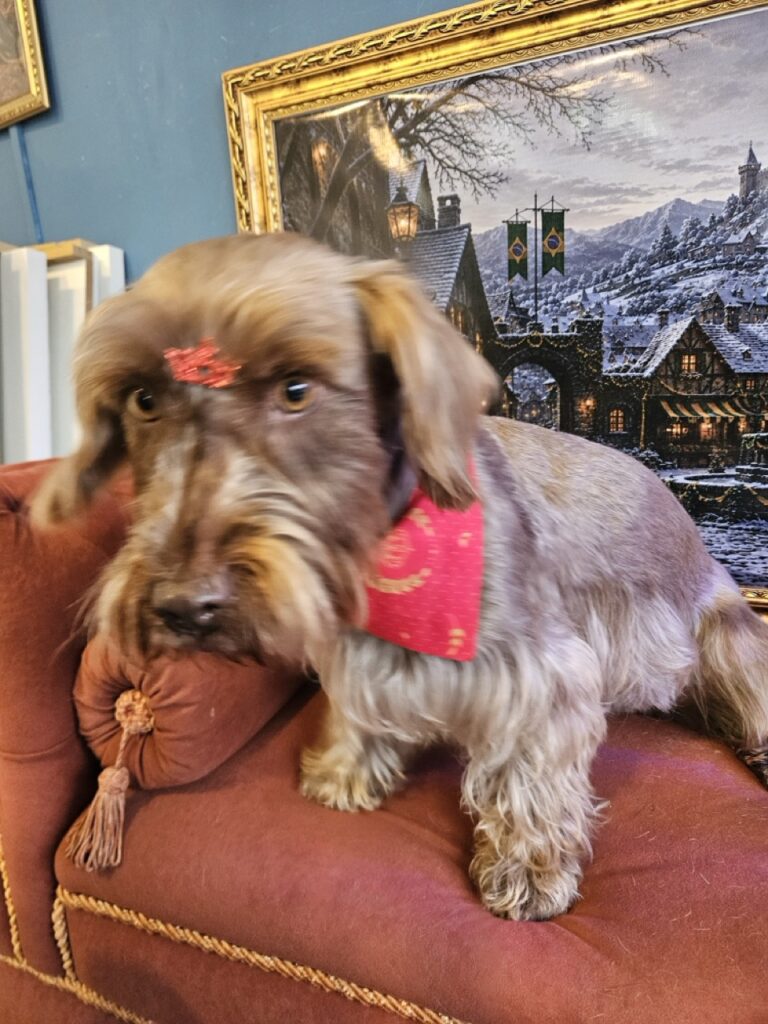 Belinha na Realeza Pets, foto 18