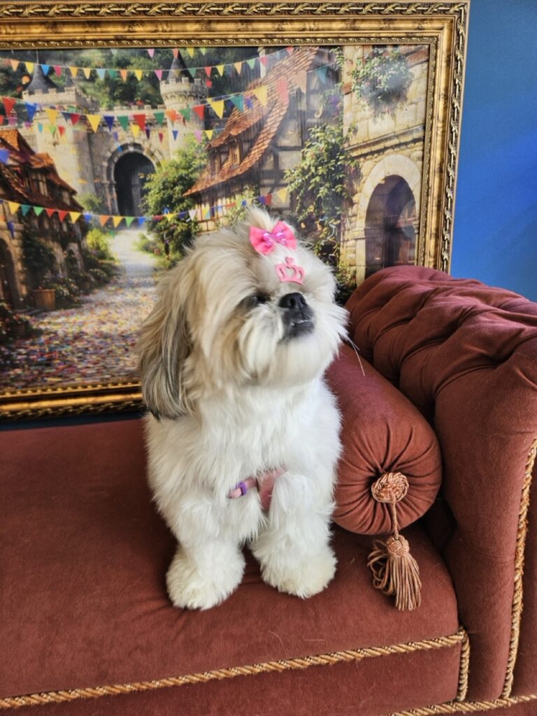 Brisa na Realeza Pets, foto 6