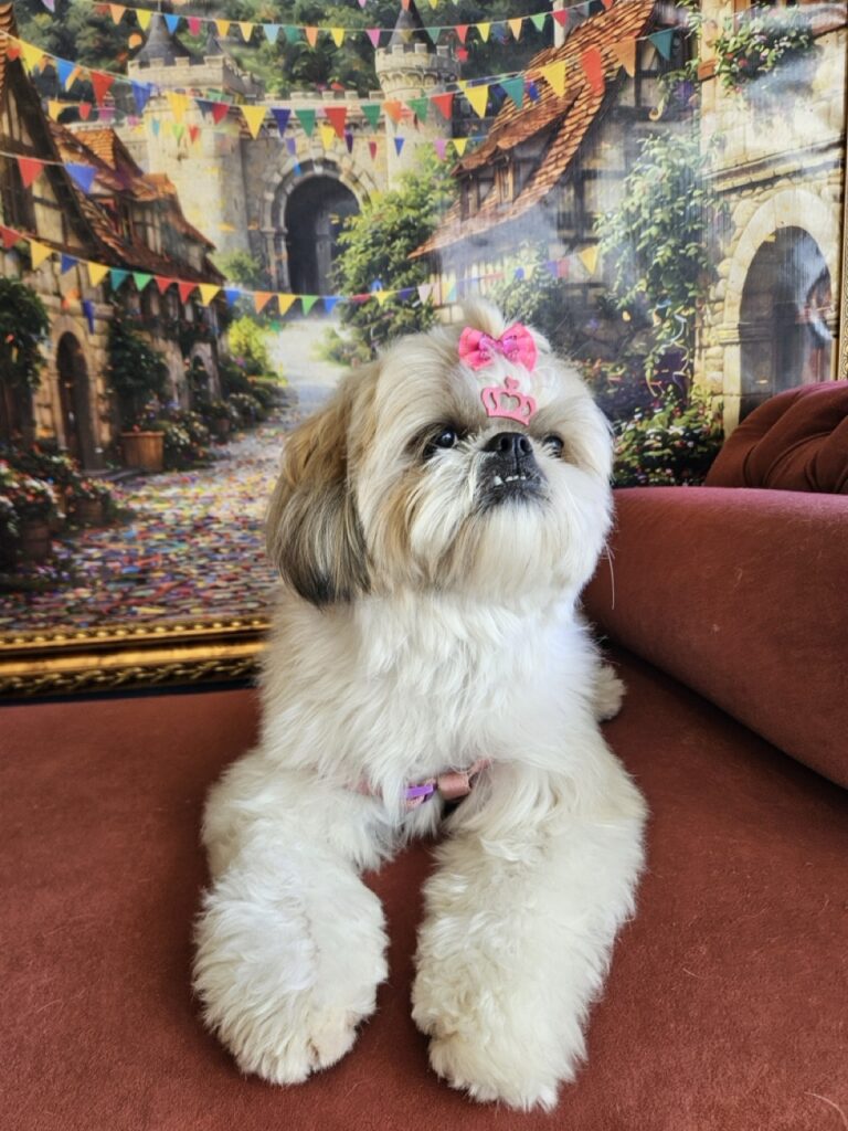 Brisa na Realeza Pets, foto 5