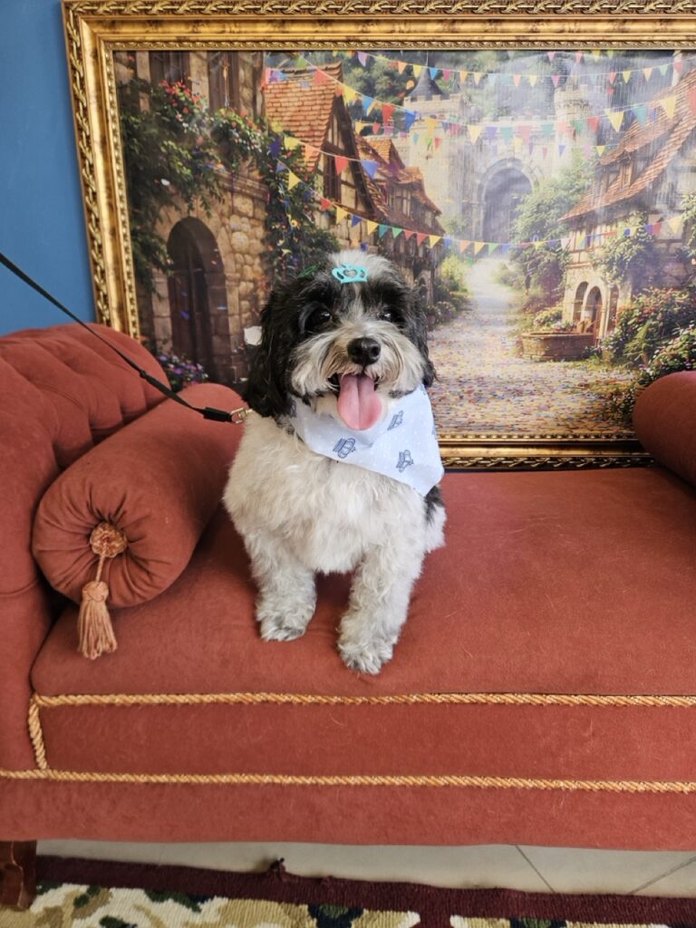Luke, Shih Tzu atendido na Realeza Pets