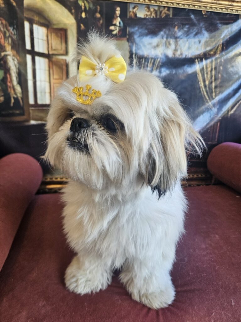 Brisa na Realeza Pets, foto 12