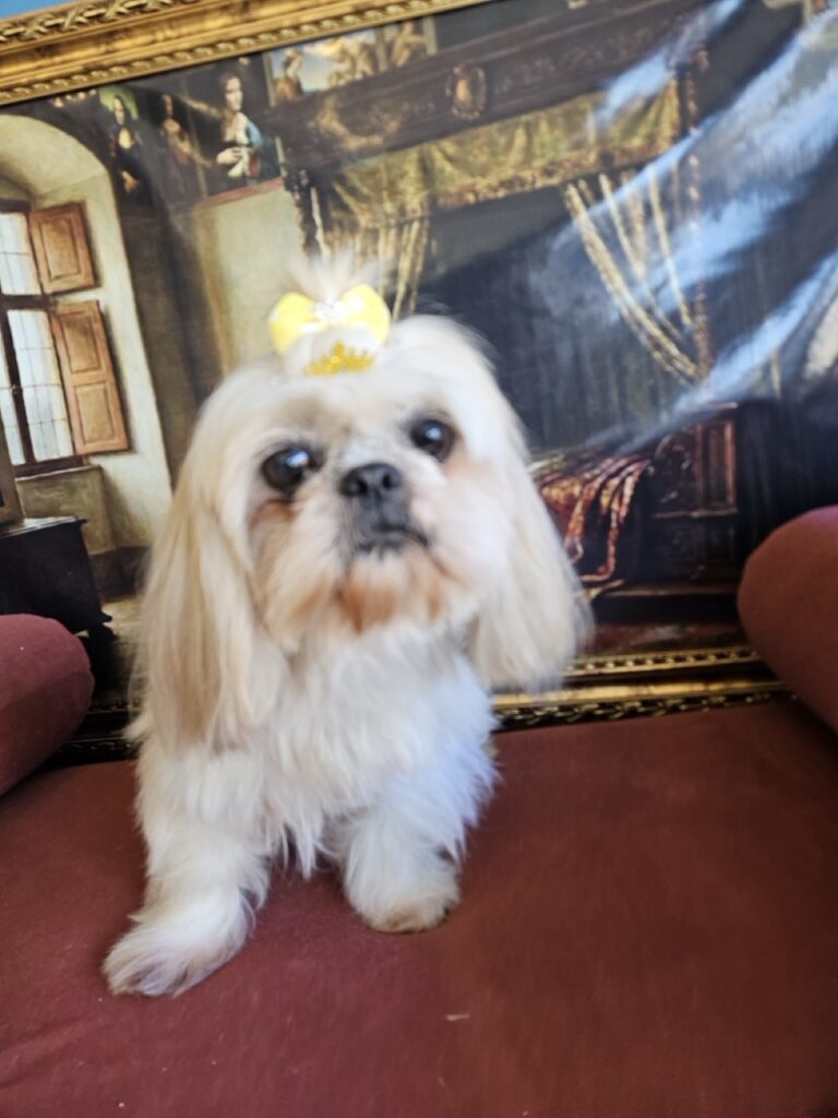 Brisa na Realeza Pets, foto 13