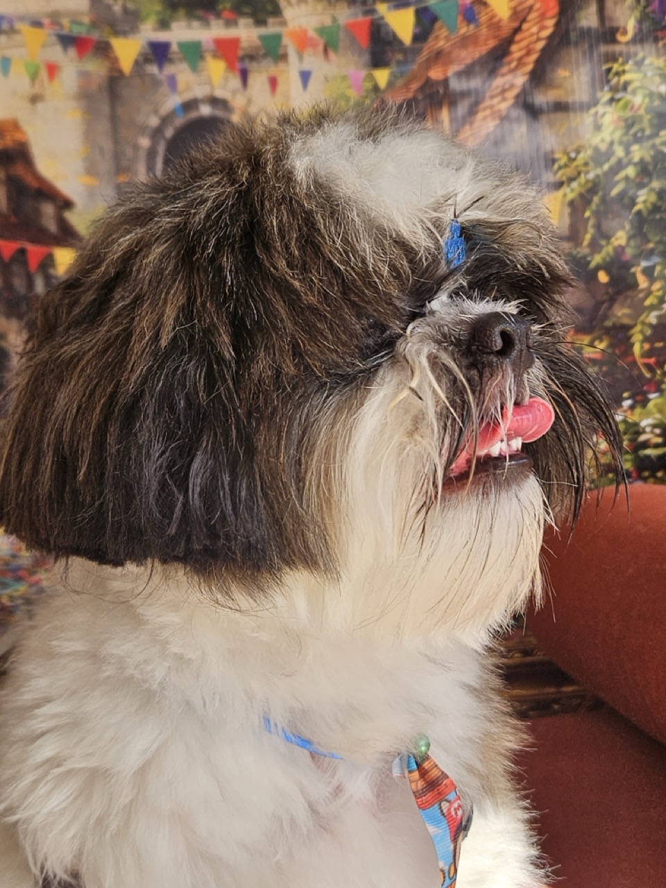 Tosa Tosa Bebê em Teo, Shih Tzu, feita na Realeza Pets