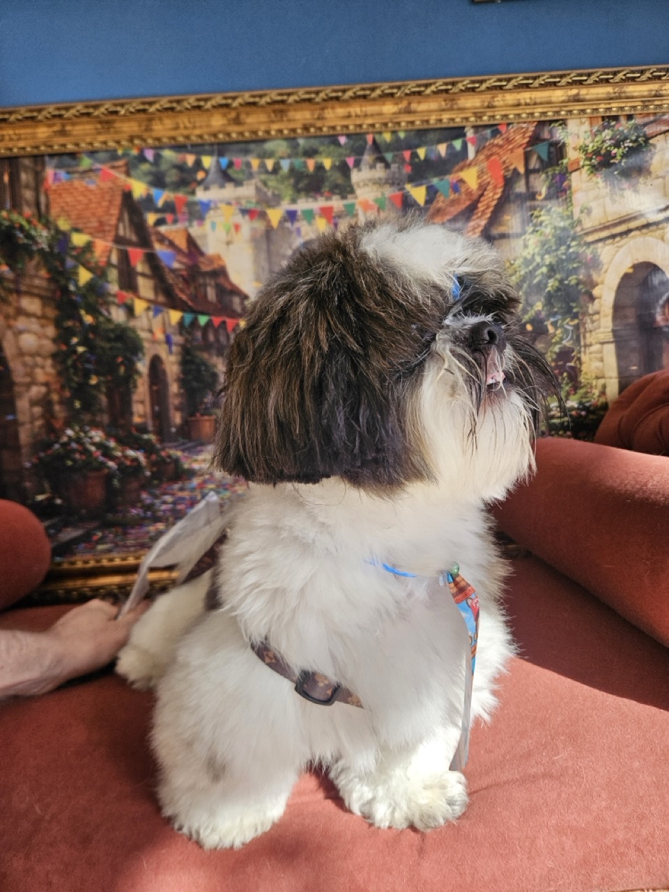 Tosa Tosa Bebê em Teo, Shih Tzu, feita na Realeza Pets
