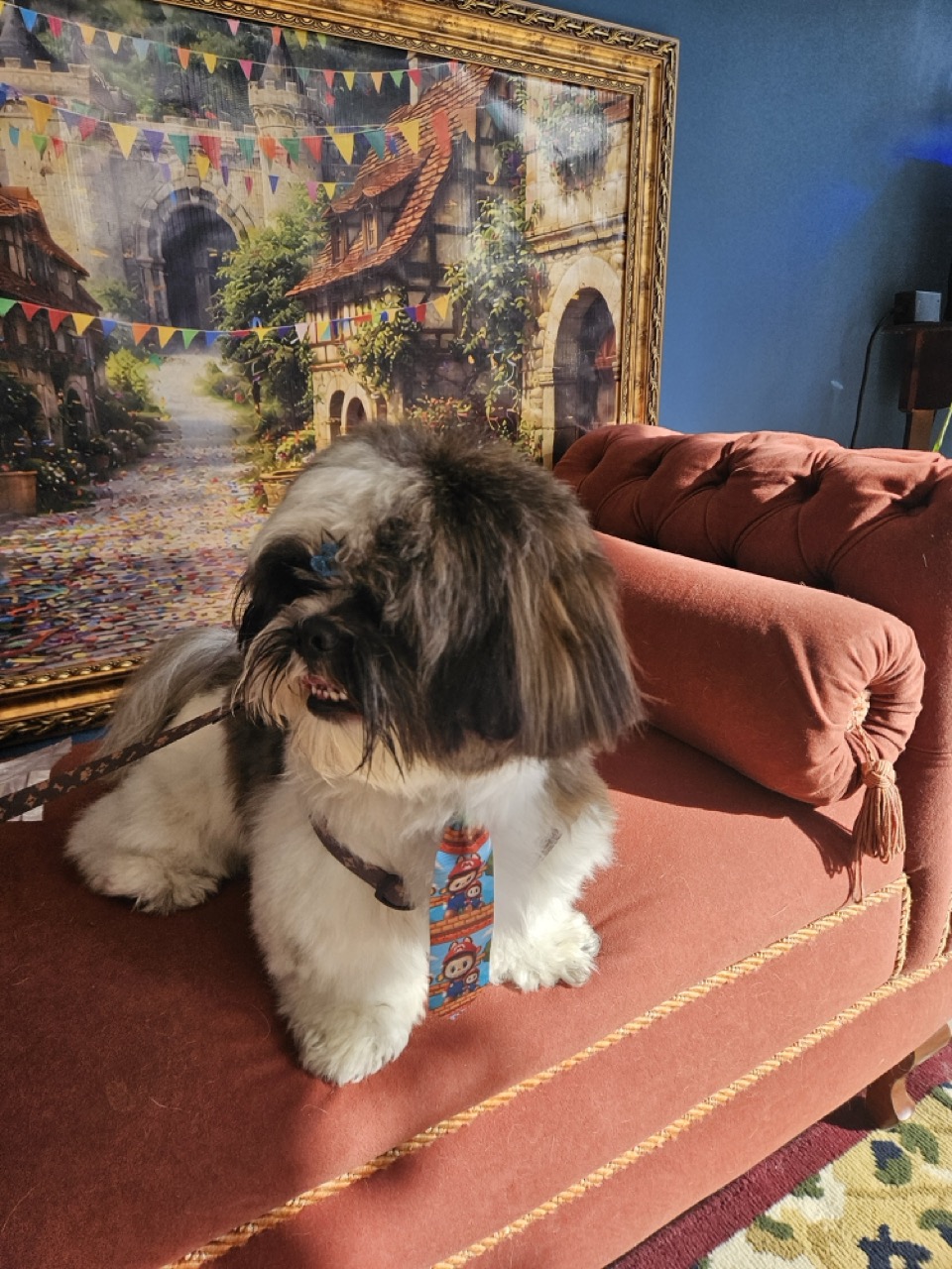 Tosa Tosa Bebê em Teo, Shih Tzu, feita na Realeza Pets