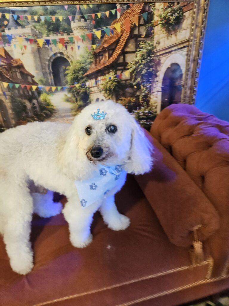 Bidu, Poodle atendido na Realeza Pets