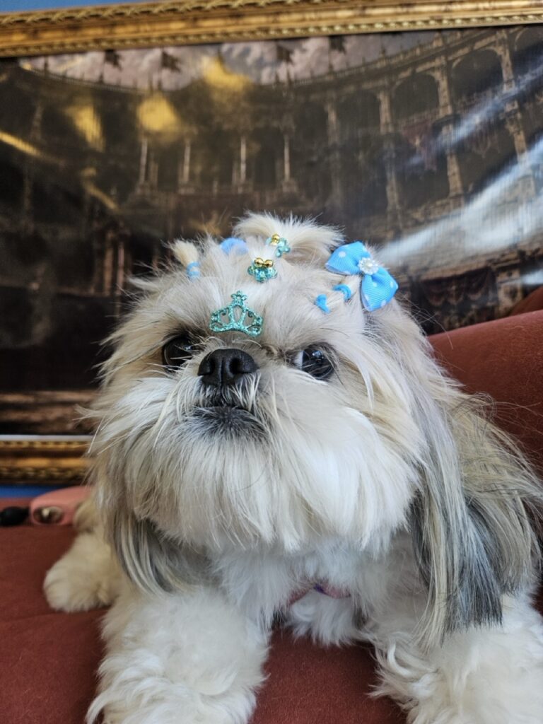 Brisa na Realeza Pets, foto 37