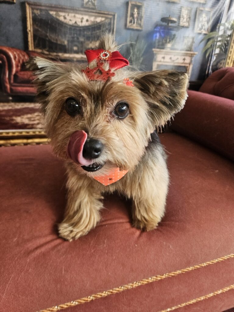 Meg na Realeza Pets, foto 6