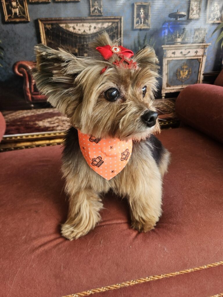 Meg, Yorkshire atendido na Realeza Pets