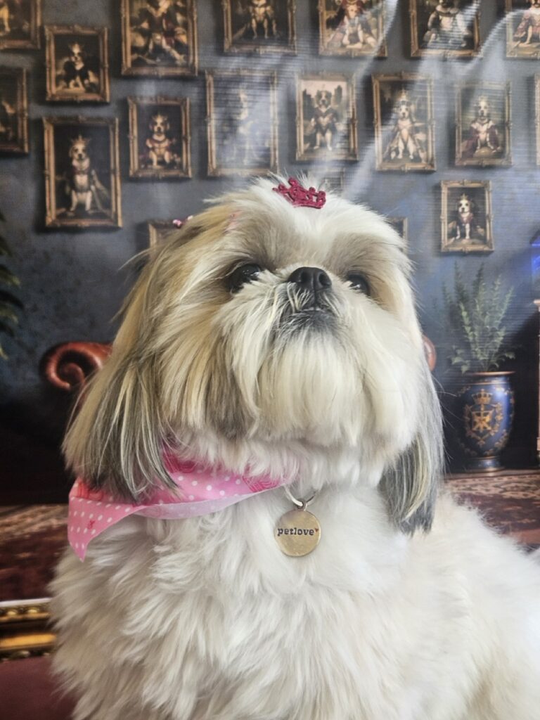 Brisa na Realeza Pets, foto 43