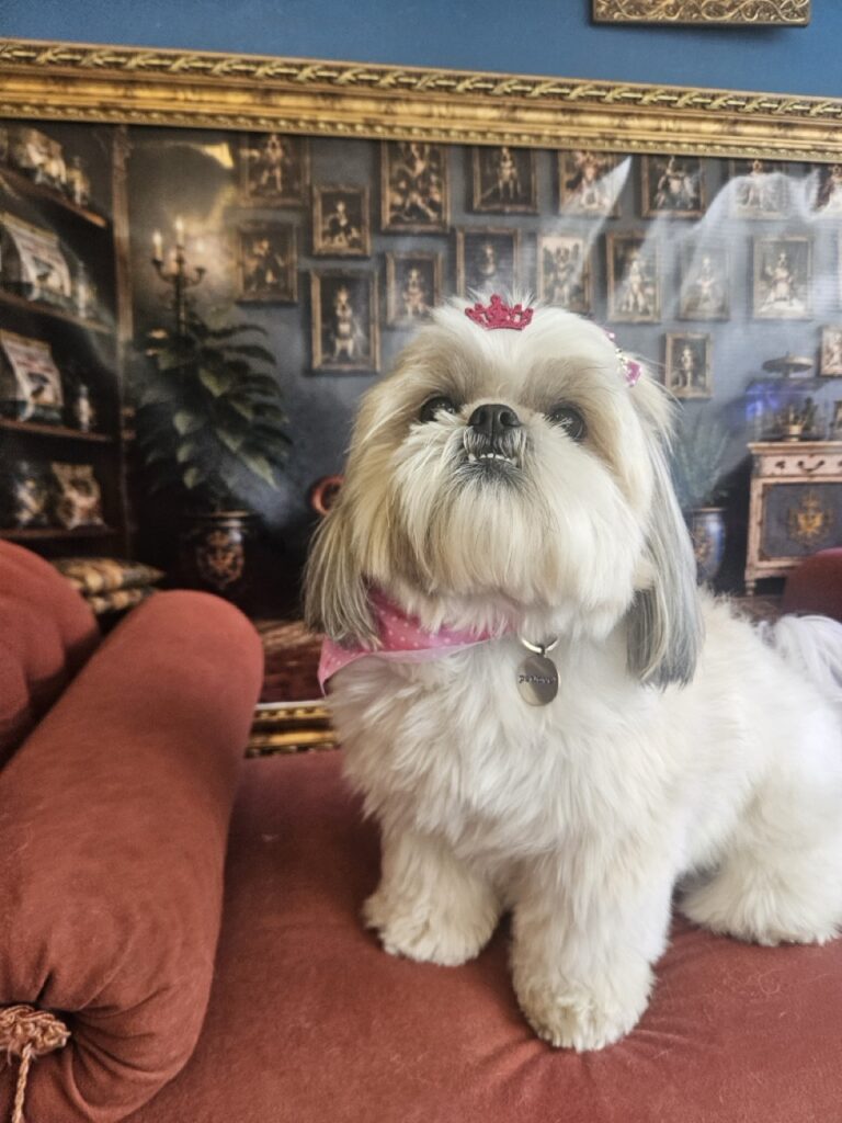 Brisa na Realeza Pets, foto 44