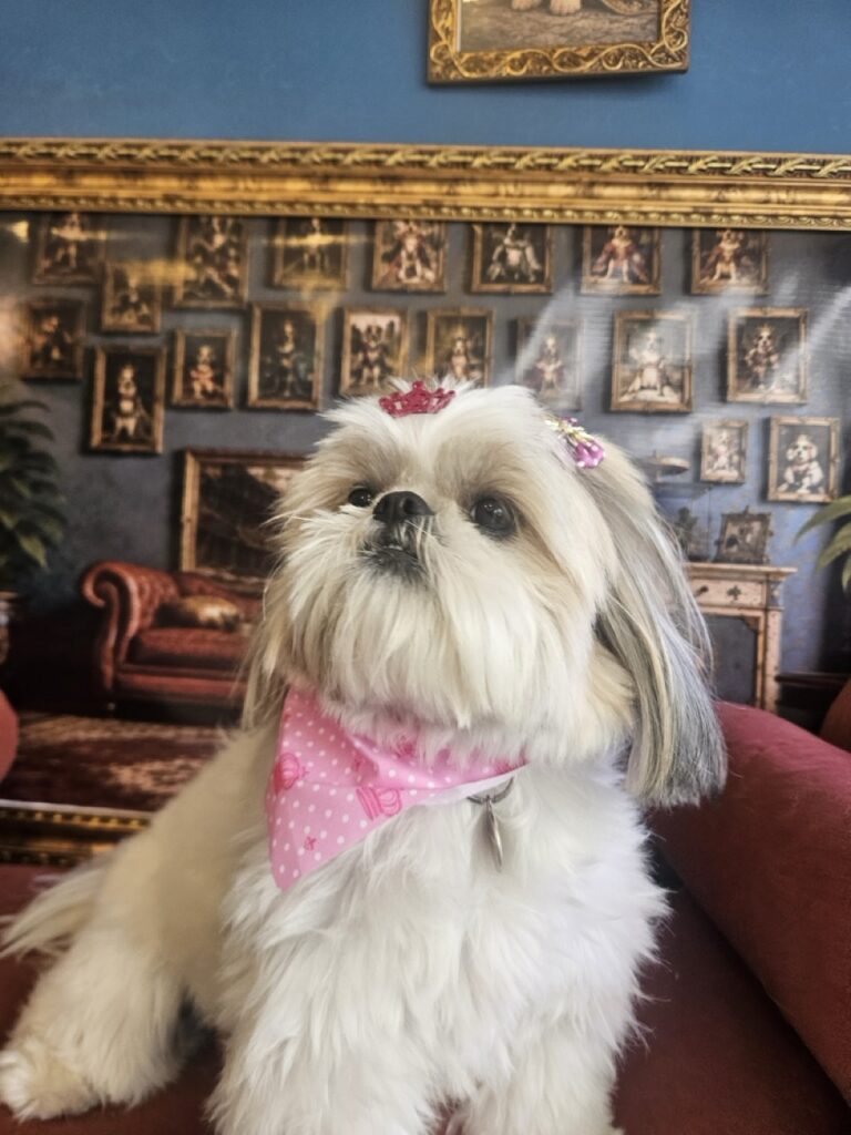 Brisa na Realeza Pets, foto 45
