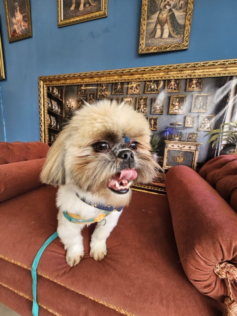 Balu na Realeza Pets, foto 10