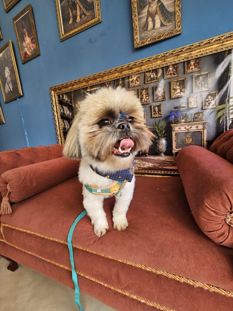 Balu, Shih Tzu atendido na Realeza Pets