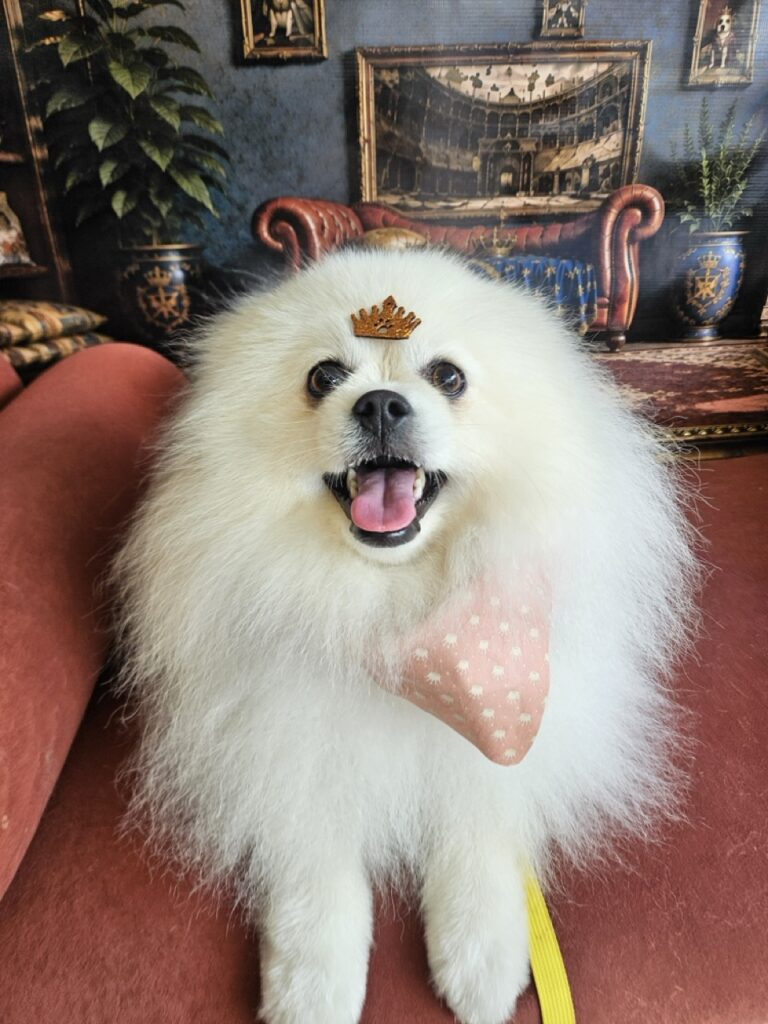 Fred na Realeza Pets, foto 40