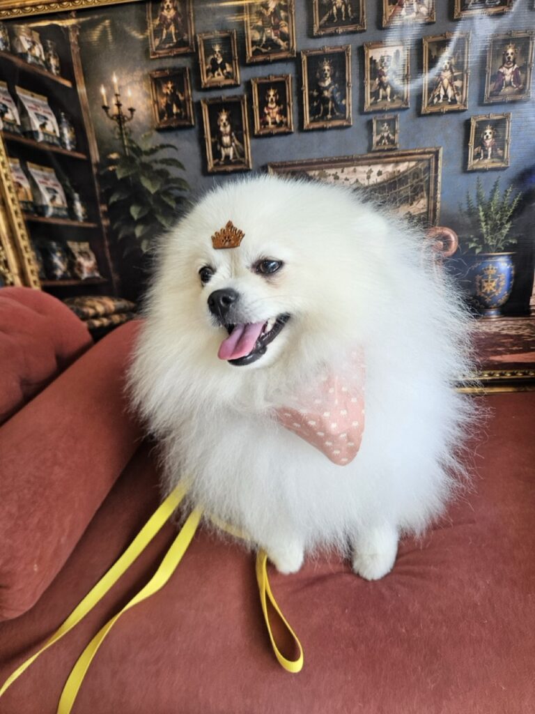 Fred na Realeza Pets, foto 41