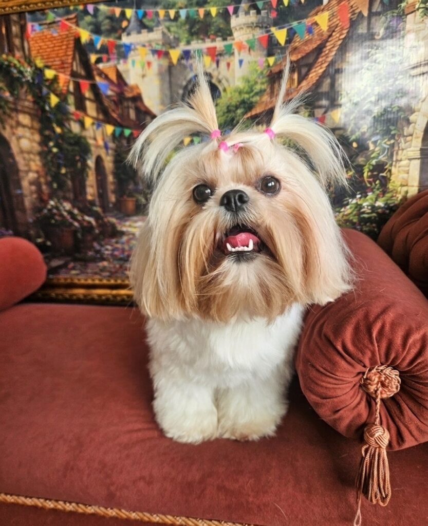 Pupa na Realeza Pets, foto 5