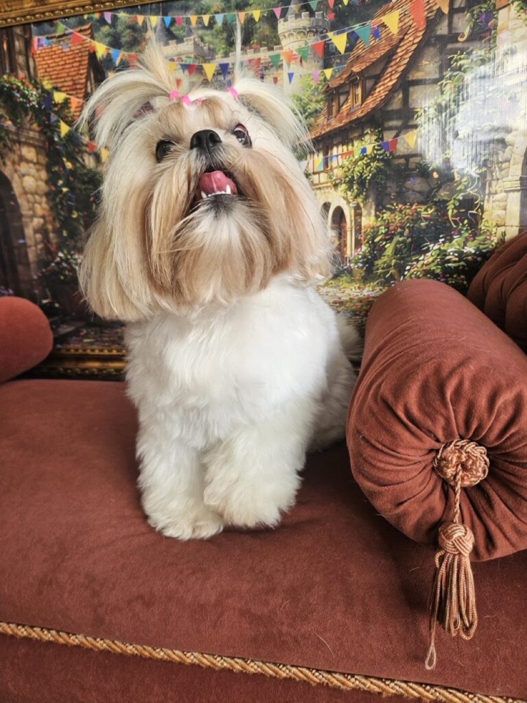 Pupa na Realeza Pets, foto 6