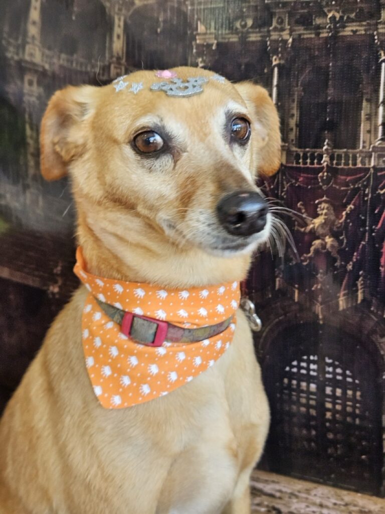 Ninna na Realeza Pets, foto 7